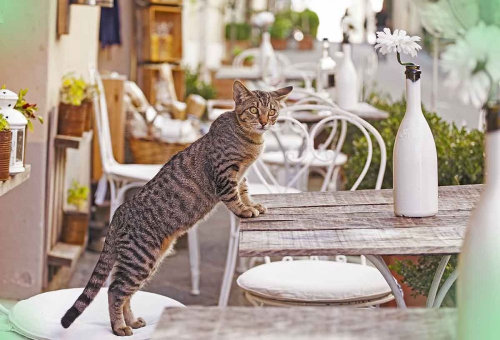 Απωθητικό σκεύασμα για γάτες