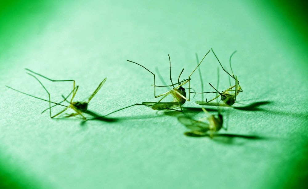 Απεντόμωση και εξόντωση κουνουπιών