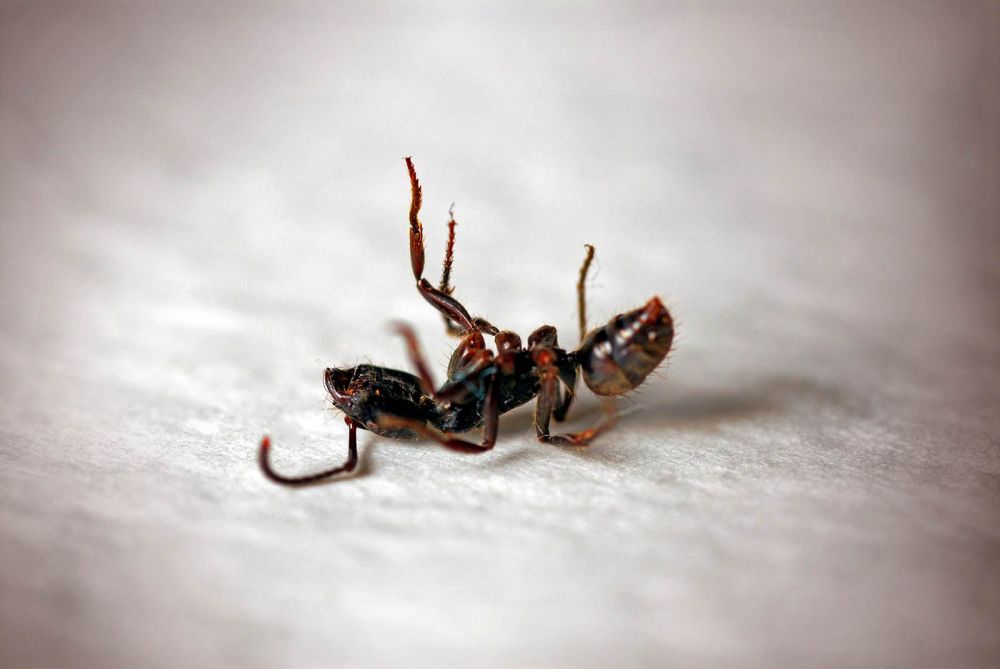Αποτελεσματική εξόντωση μυρμηγκιού