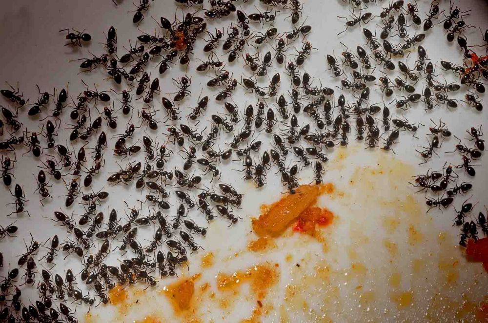 Καταπολέμηση και απομάκρυνση σε μυρμήγκια